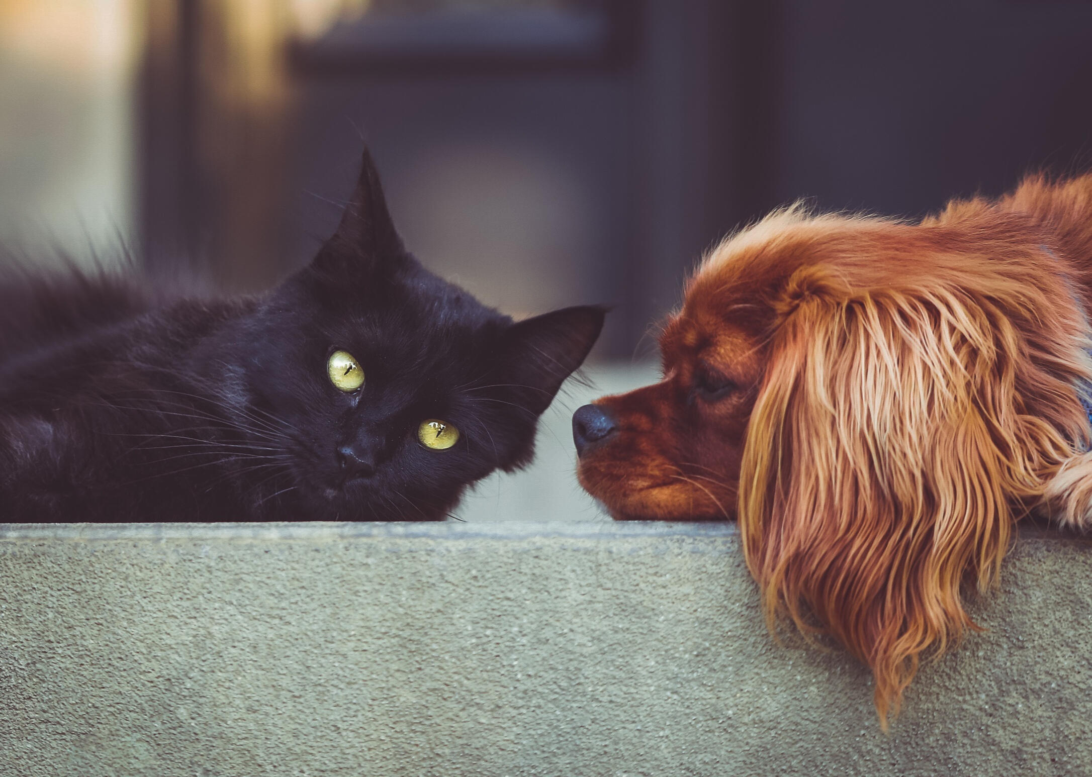 Somerset Housesitters - Professional House and Pet Sitting Services Experienced house and pet sitter in Somerset, Devon, Dorset, and Wiltshire