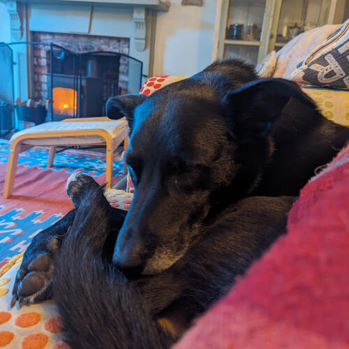 Content Dogs Jackie and Daisy During House Sitting Jackie and Daisy relaxed at home under Somerset Housesitters' care